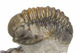 Flying Hollardops Trilobite With Gerastos - Orange Eye Facets #383223-7
